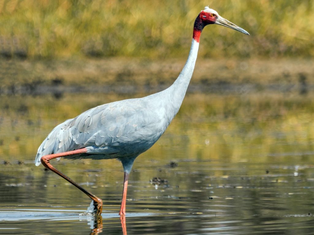 Sarus Crane Antigone antigone Birds of the World